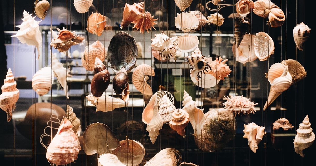 A collection of various seashells artistically displayed in a museum exhibit.
