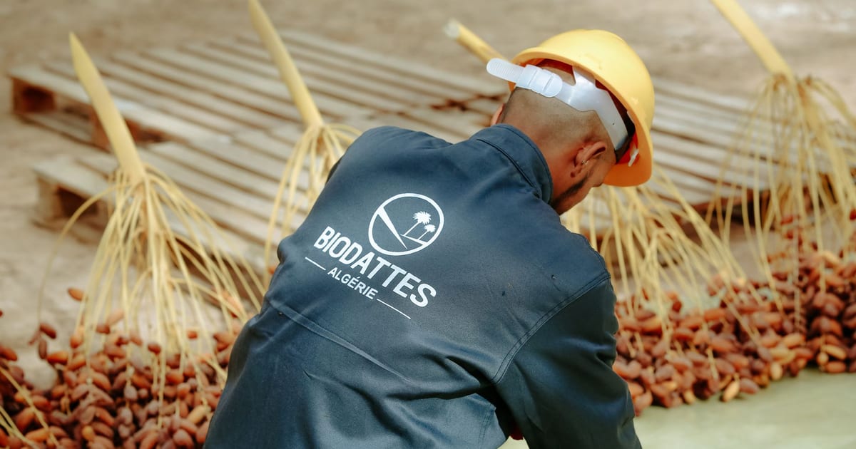 Man sorting dates in Biskra, Algeria, wearing workwear and safety gear in an agricultural setting.