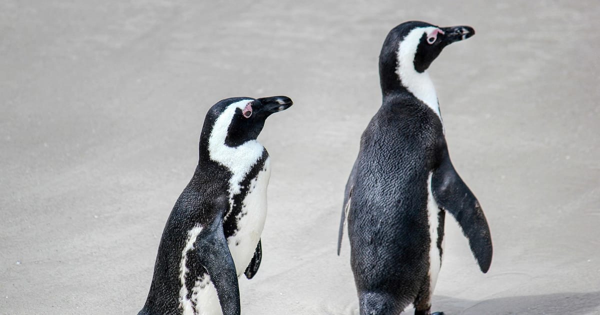 birds, penguin, ornithology, african penguins, species, fauna, bird, animal, flightless, south africa, nature, water bird, glasses penguin